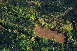 Геоінформаційна система для лісового господарства